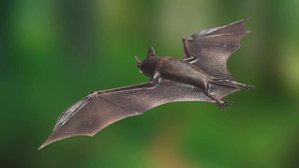 3D Black Bat Rigged