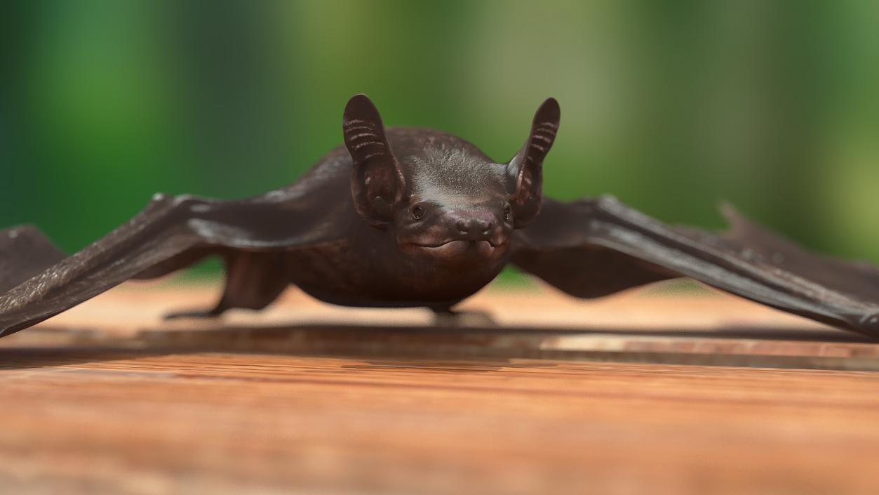 3D Black Bat Rigged