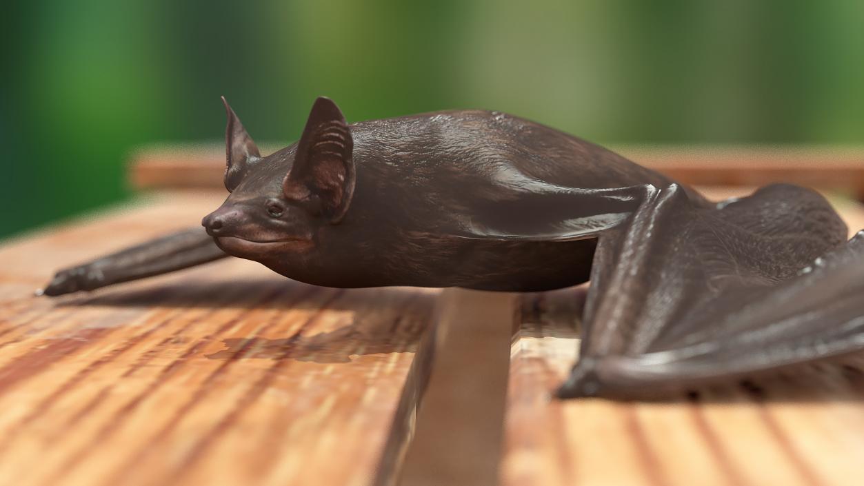 3D Black Bat Rigged