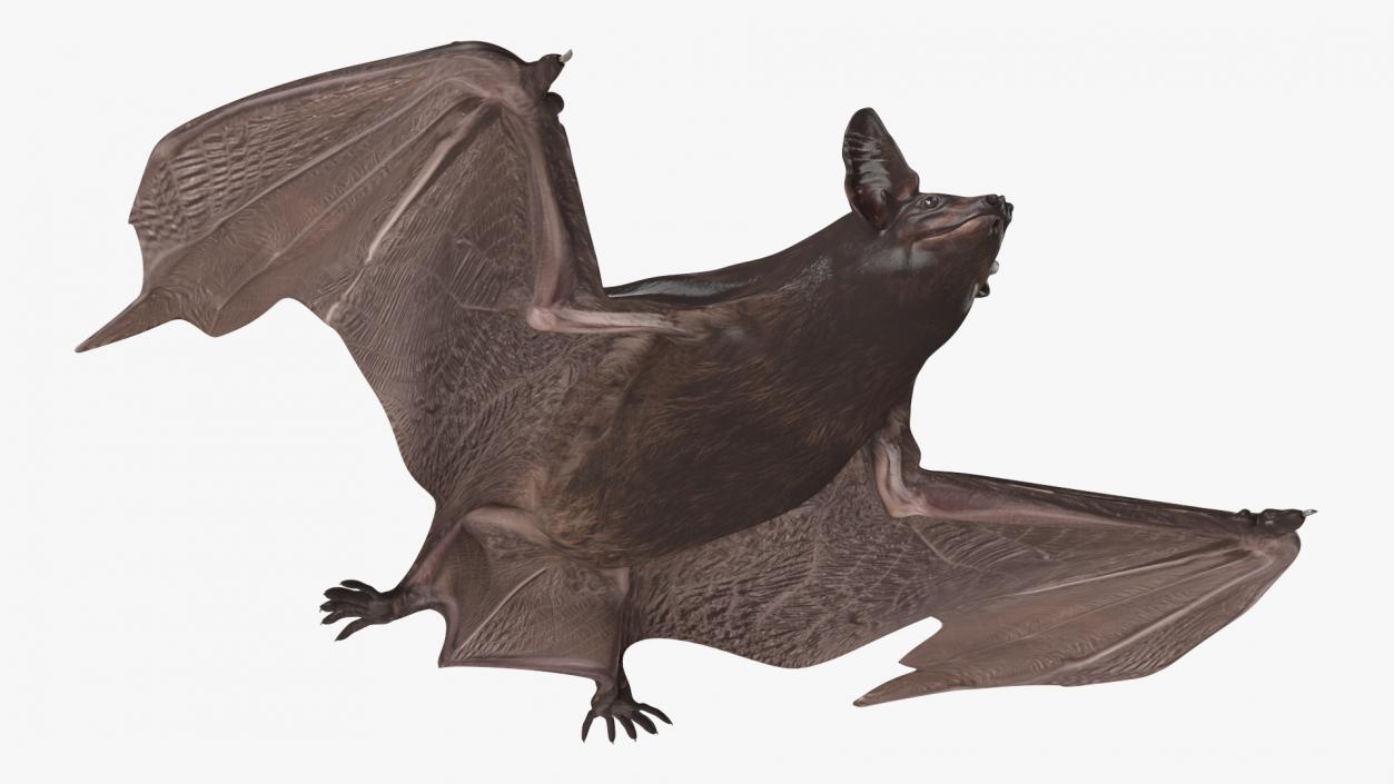 3D Black Bat Rigged