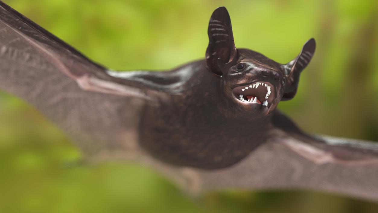 3D Black Bat Rigged