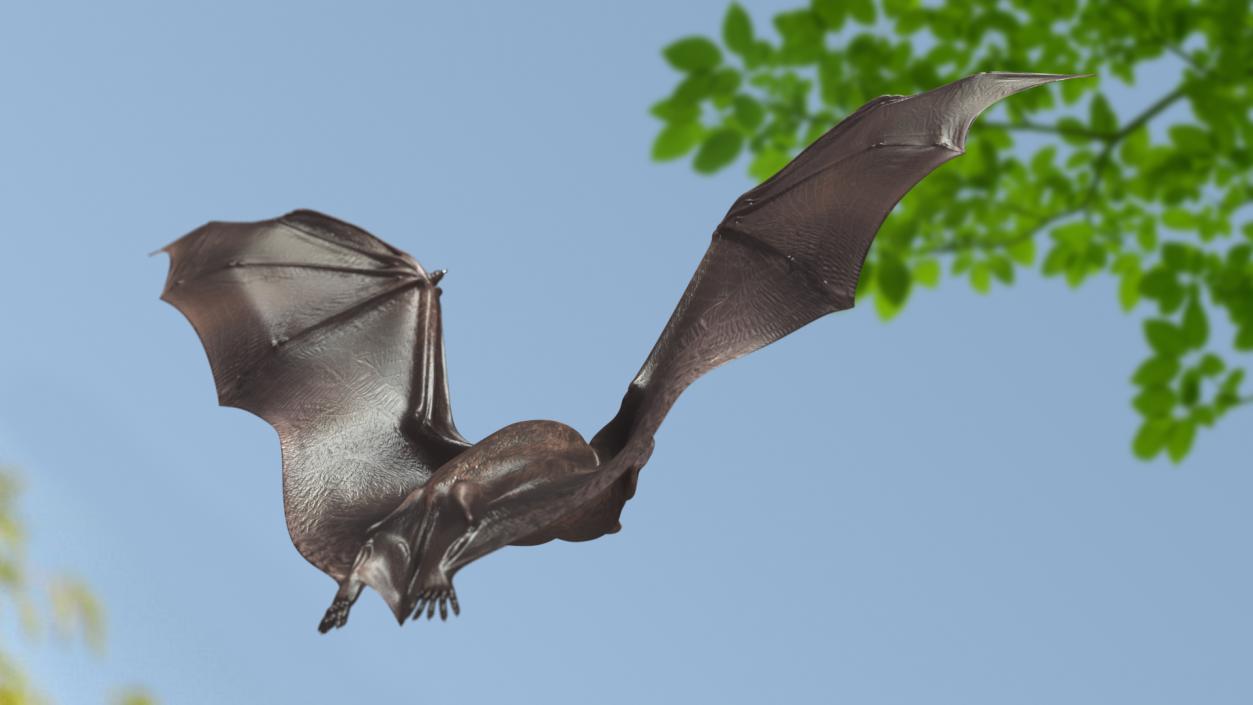 3D Black Bat Rigged