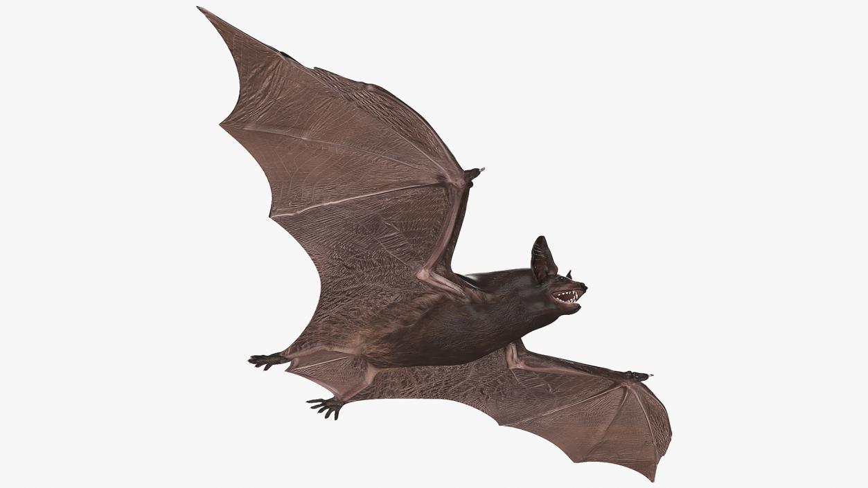 3D Black Bat Rigged