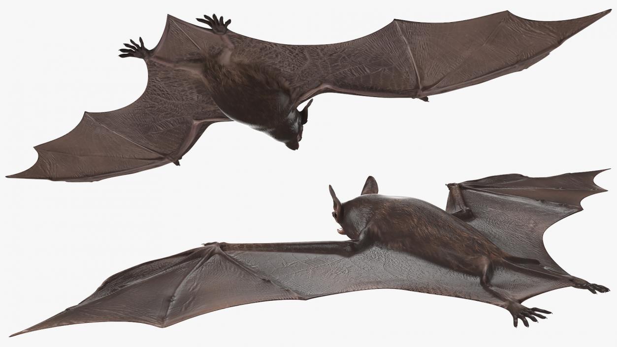 3D Black Bat Rigged