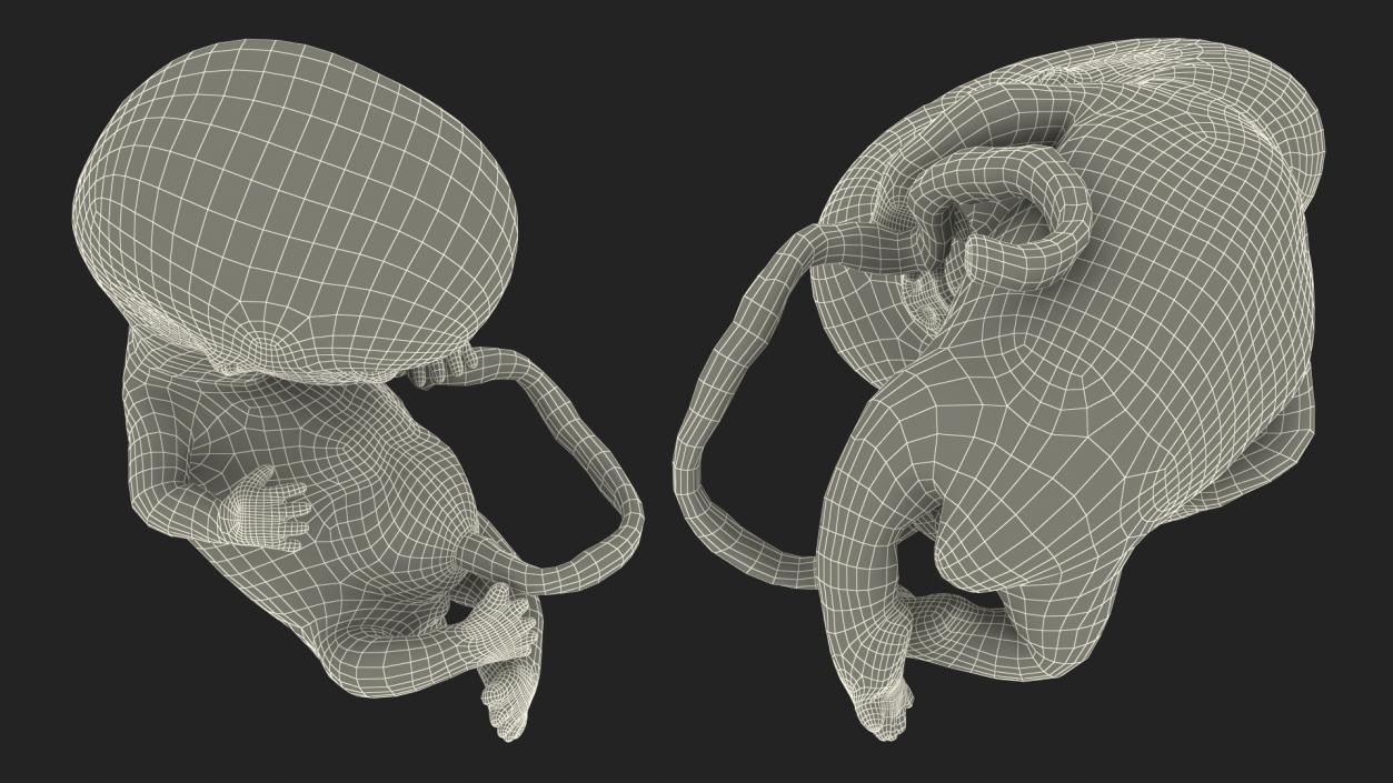 Human Embryo 8 Weeks Rigged 3D