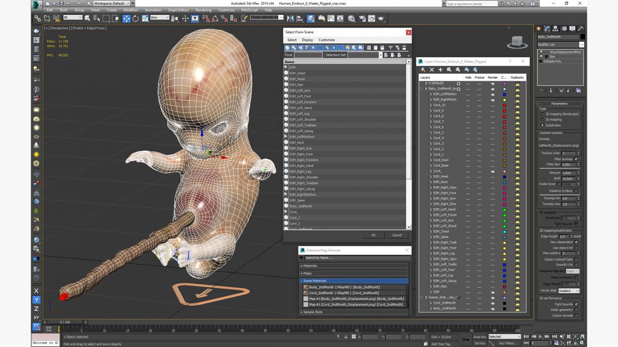 Human Embryo 8 Weeks Rigged 3D