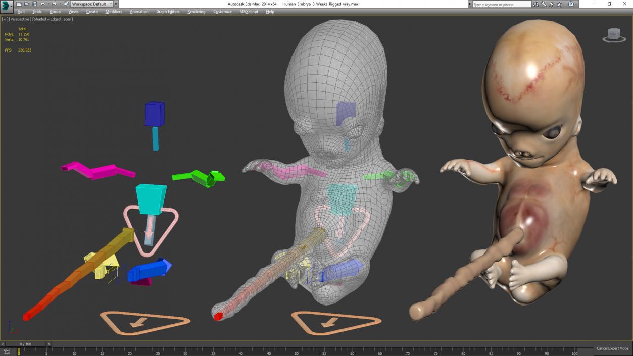 Human Embryo 8 Weeks Rigged 3D