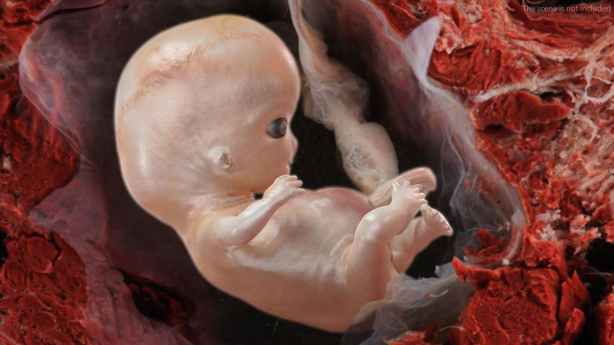 Human Embryo 8 Weeks Rigged 3D