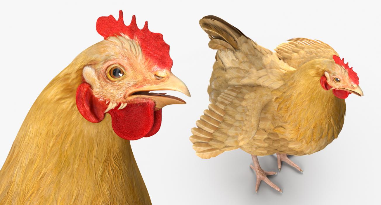 3D Chickens Collection 2