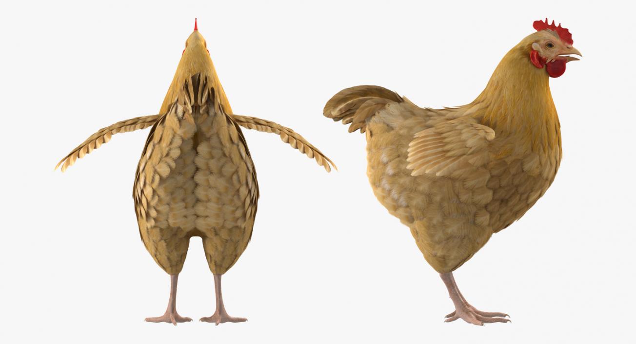 3D Chickens Collection 2