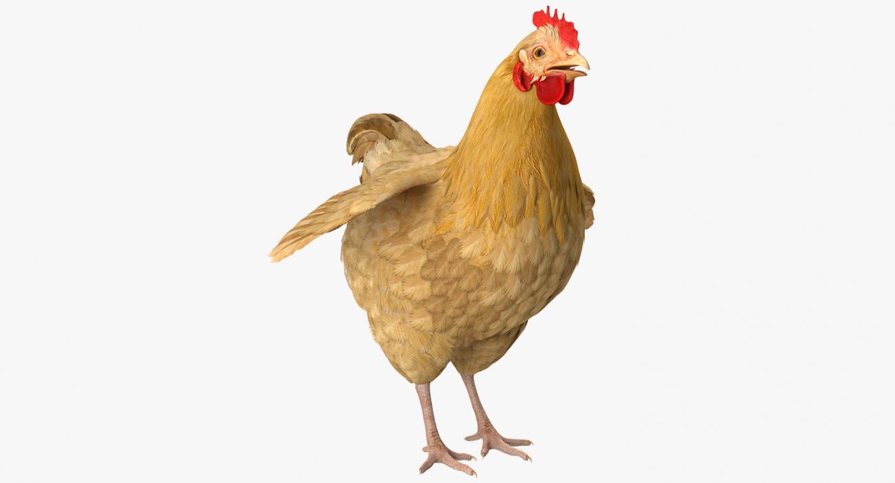 3D Chickens Collection 2