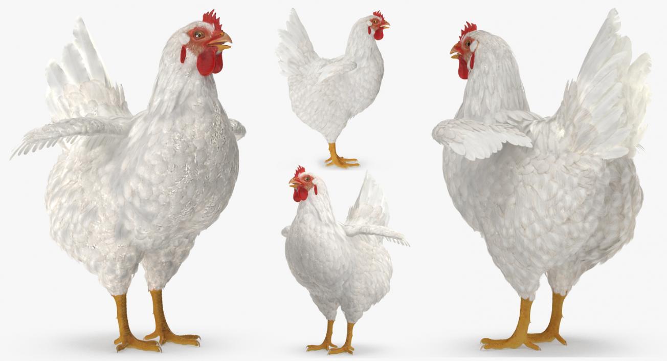 3D Chickens Collection 2