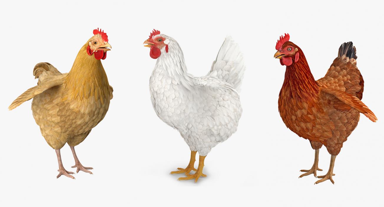 3D Chickens Collection 2