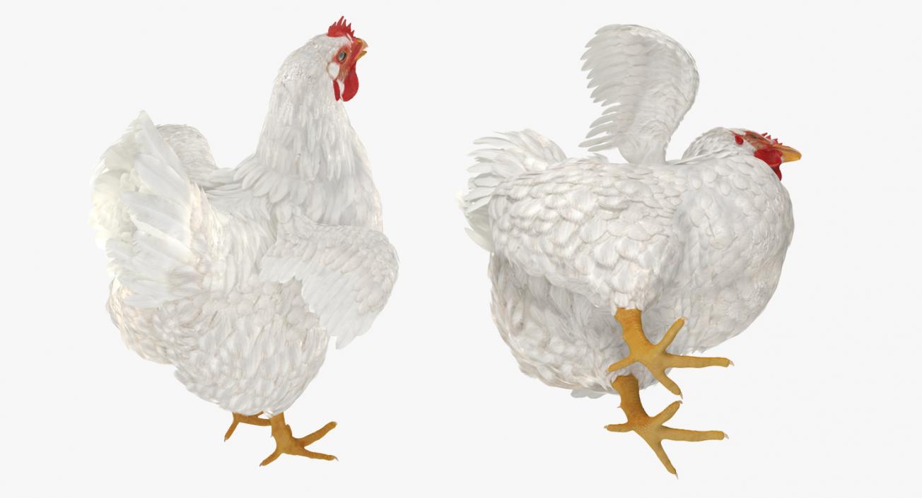 3D Chickens Collection 2