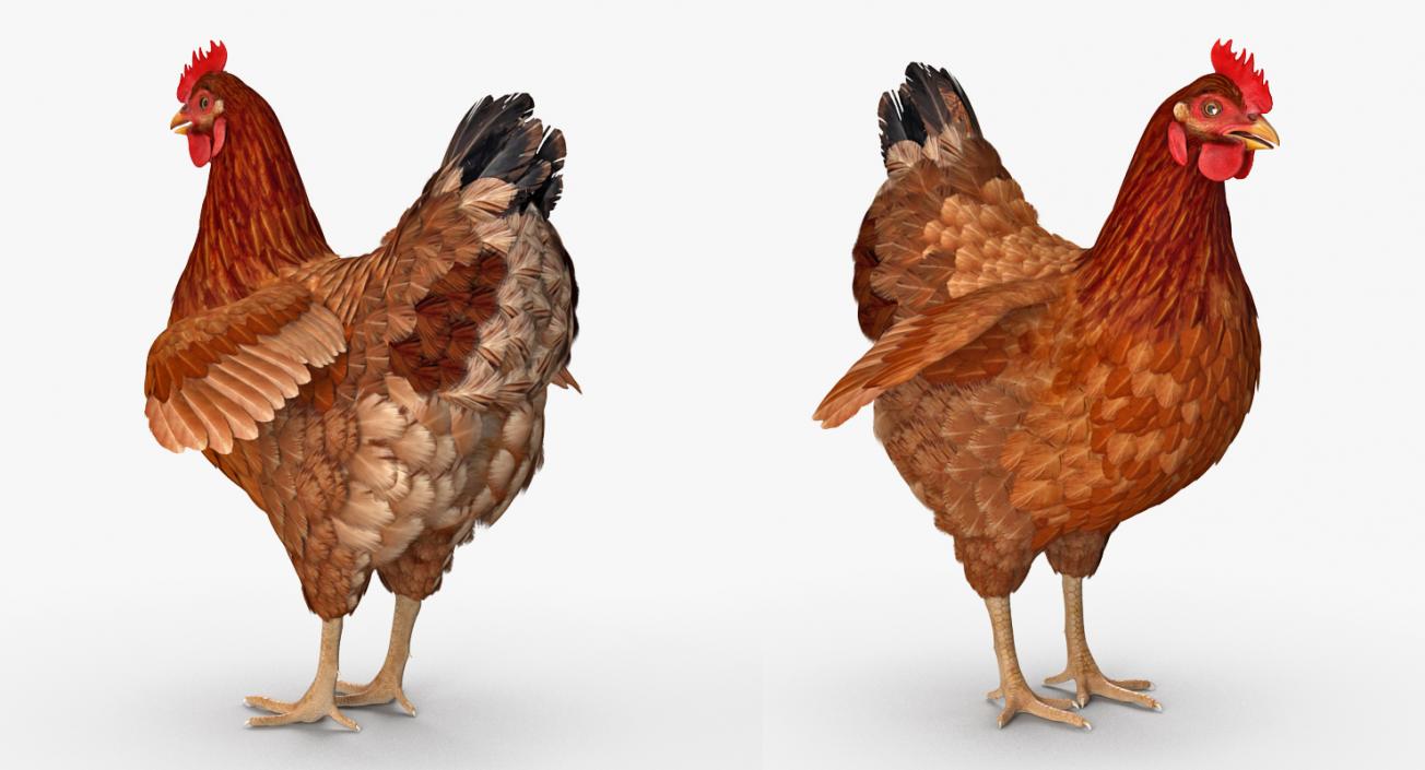 3D Chickens Collection 2