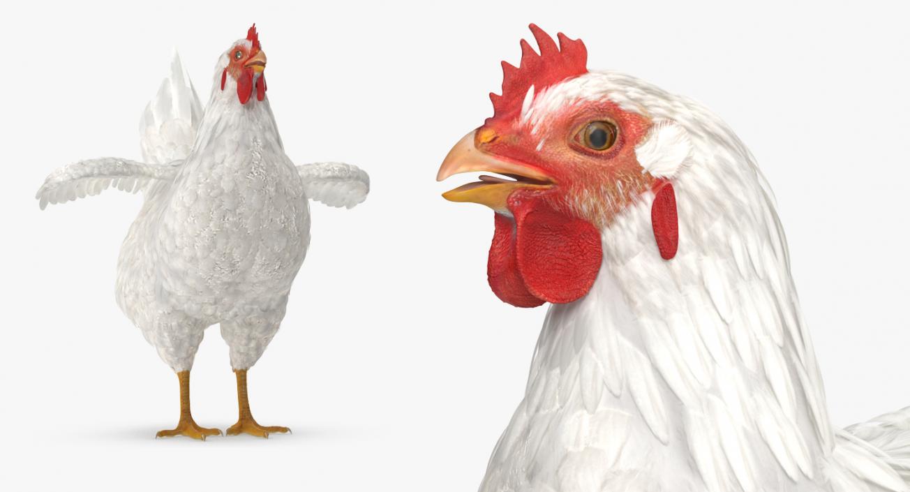 3D Chickens Collection 2