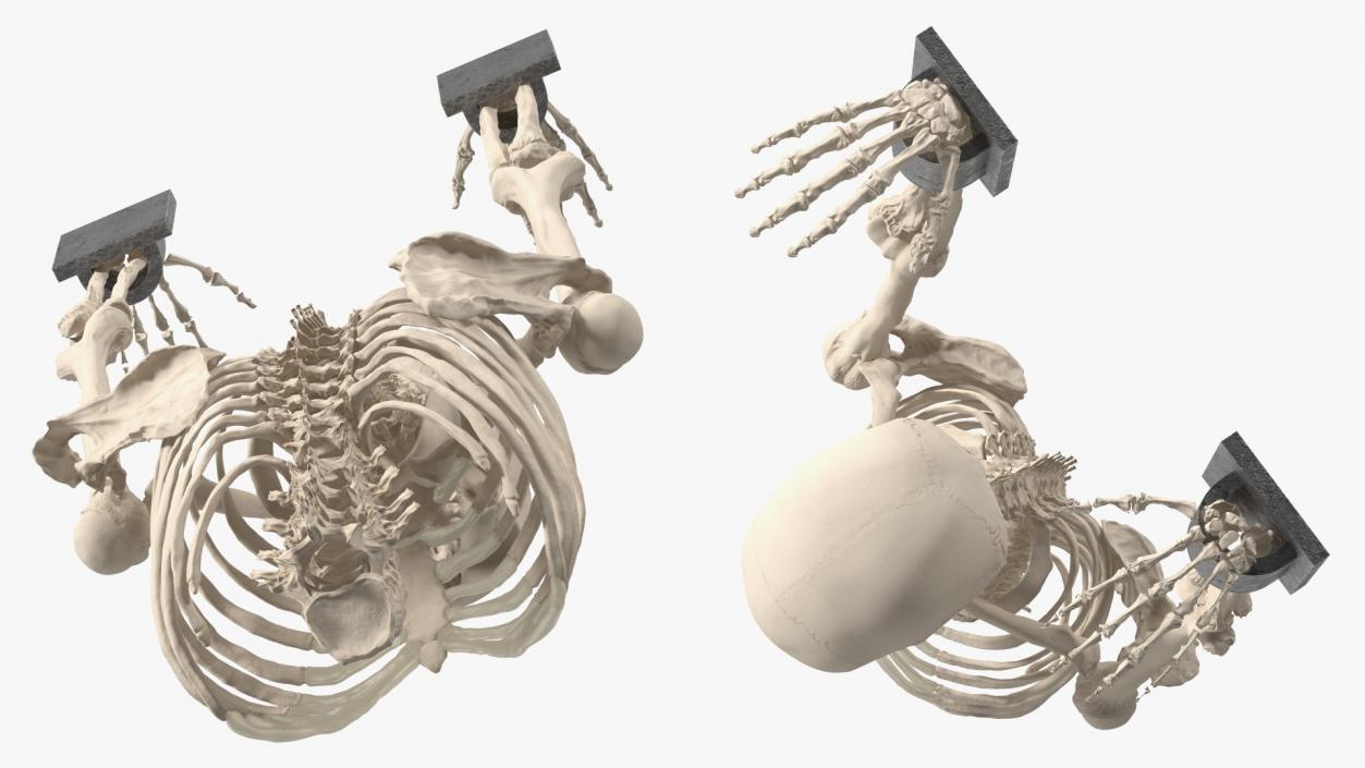 3D Human Male Remains Skeleton Shackled