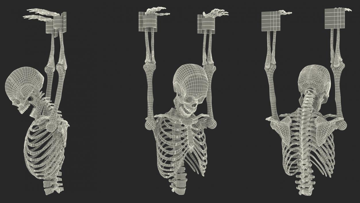 3D Human Male Remains Skeleton Shackled