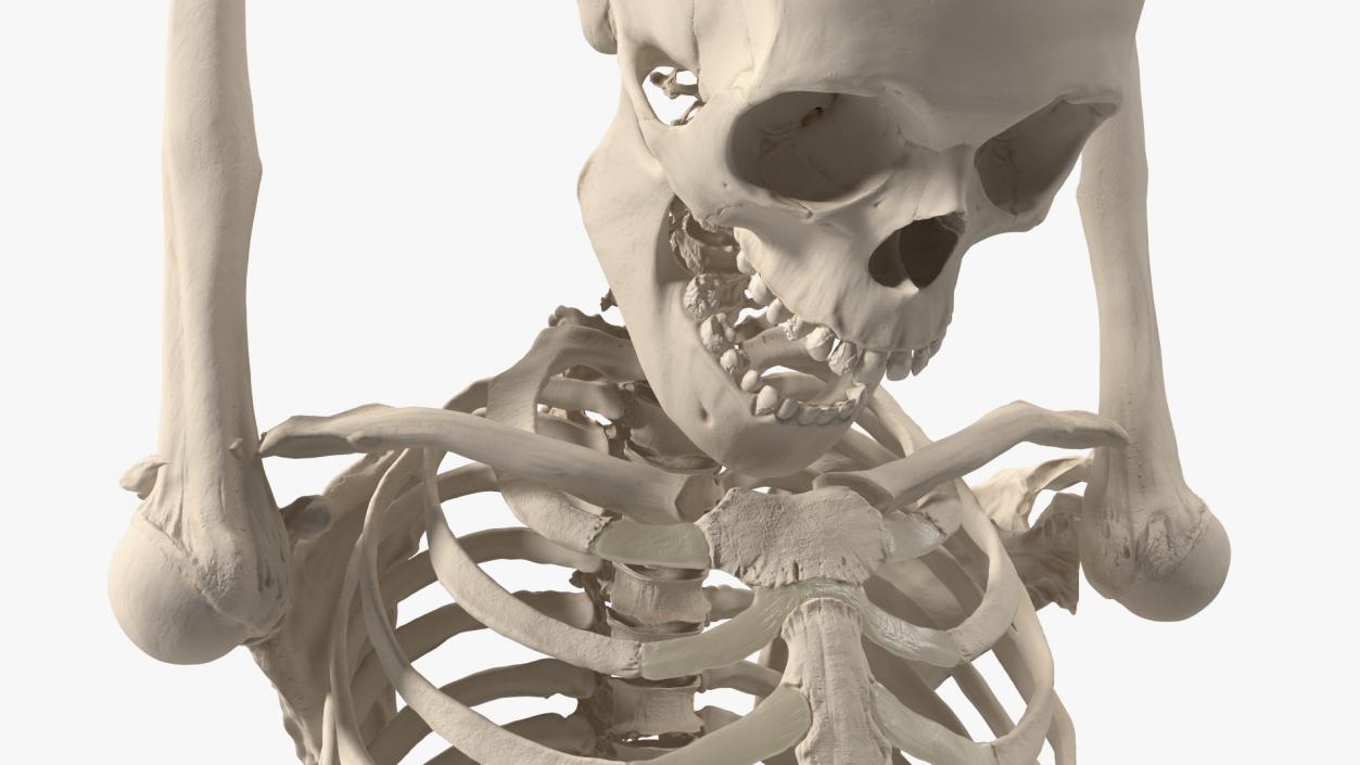 3D Human Male Remains Skeleton Shackled