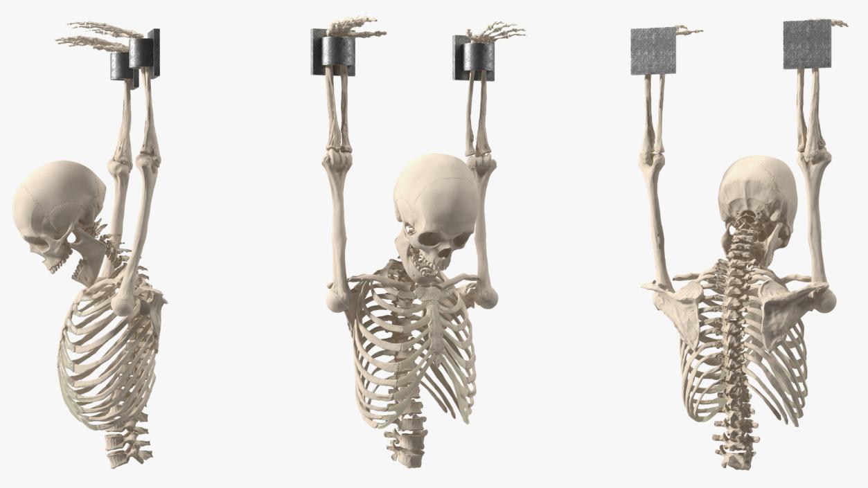 3D Human Male Remains Skeleton Shackled