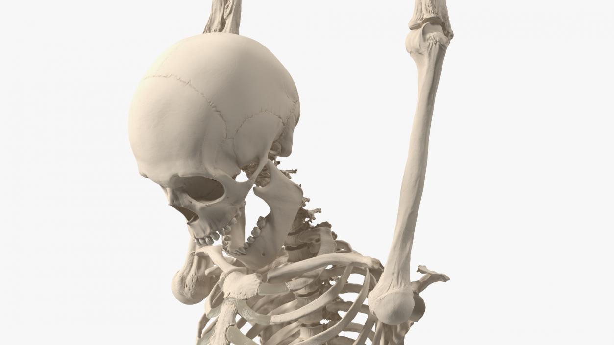 3D Human Male Remains Skeleton Shackled