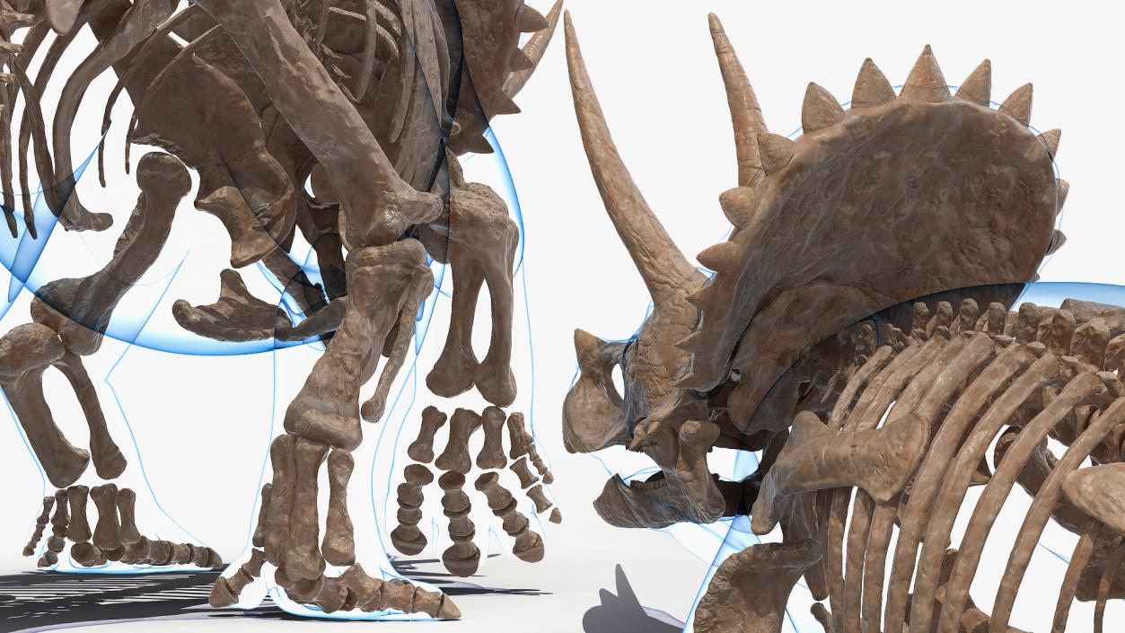 3D Triceratops Fossil Walking Pose with Transparent Skin model