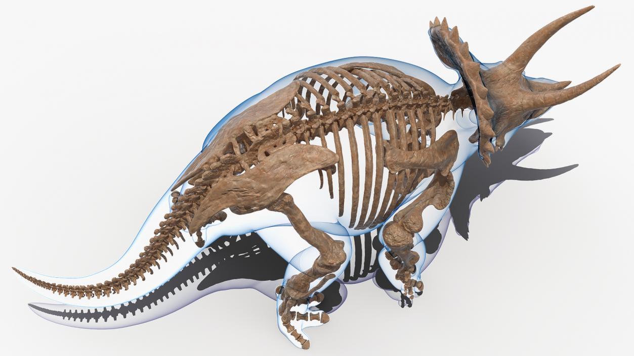 3D Triceratops Fossil Walking Pose with Transparent Skin model