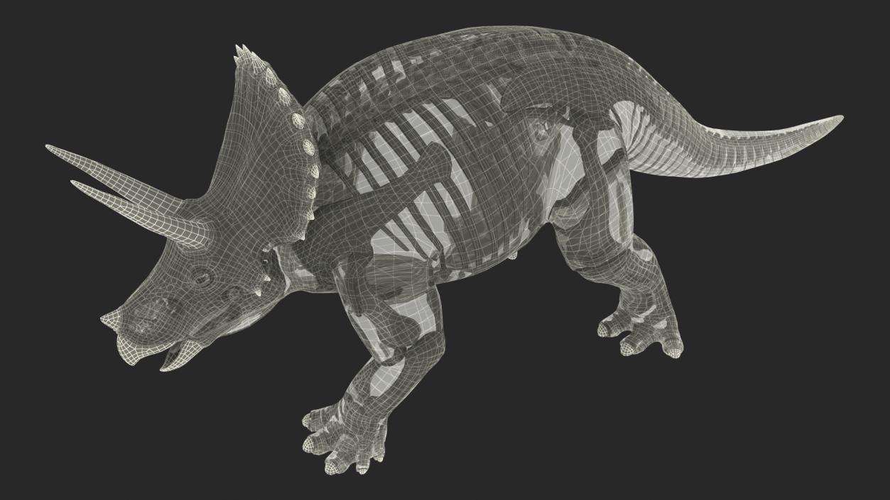 3D Triceratops Fossil Walking Pose with Transparent Skin model