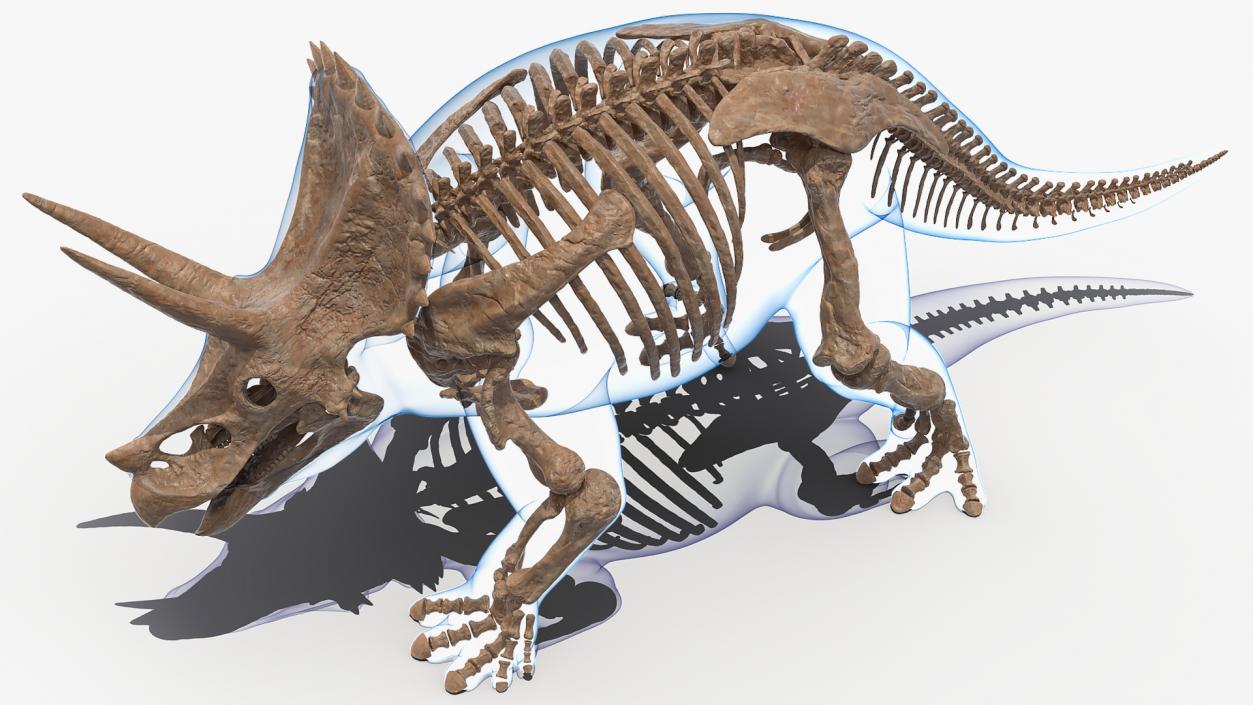 3D Triceratops Fossil Walking Pose with Transparent Skin model