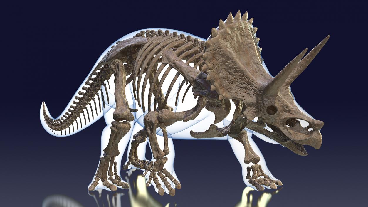 3D Triceratops Fossil Walking Pose with Transparent Skin model