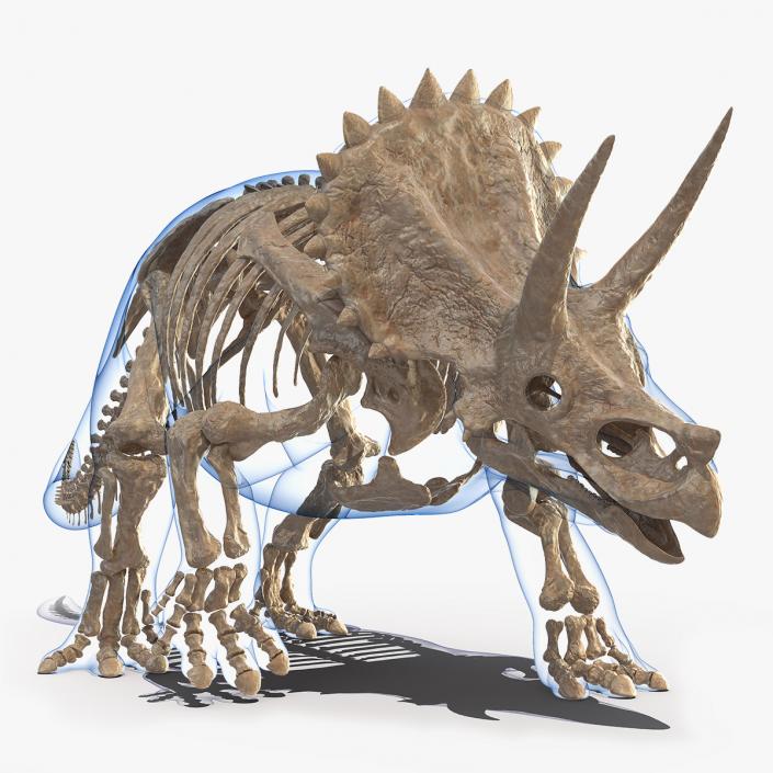 3D Triceratops Fossil Walking Pose with Transparent Skin model