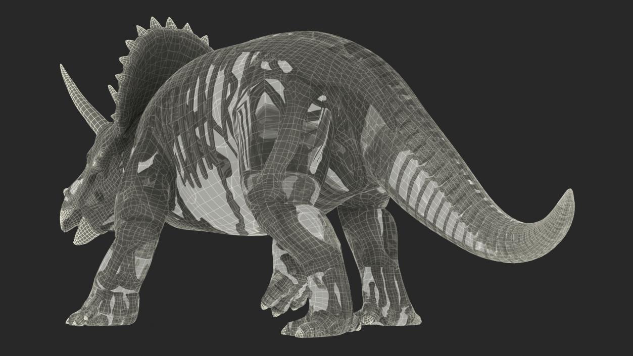 3D Triceratops Fossil Walking Pose with Transparent Skin model