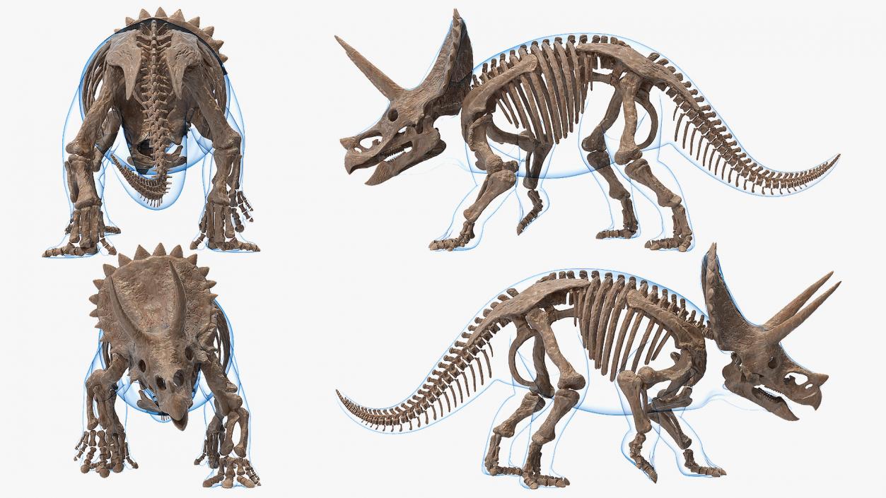 3D Triceratops Fossil Walking Pose with Transparent Skin model