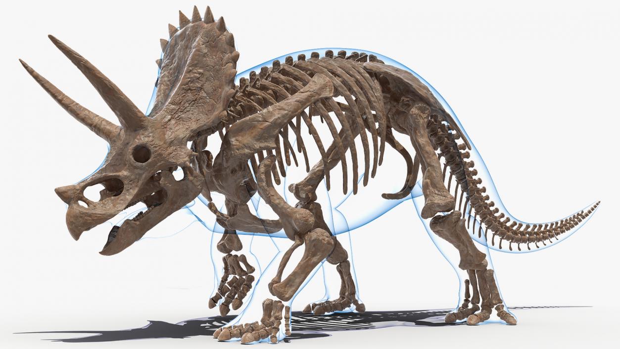 3D Triceratops Fossil Walking Pose with Transparent Skin model