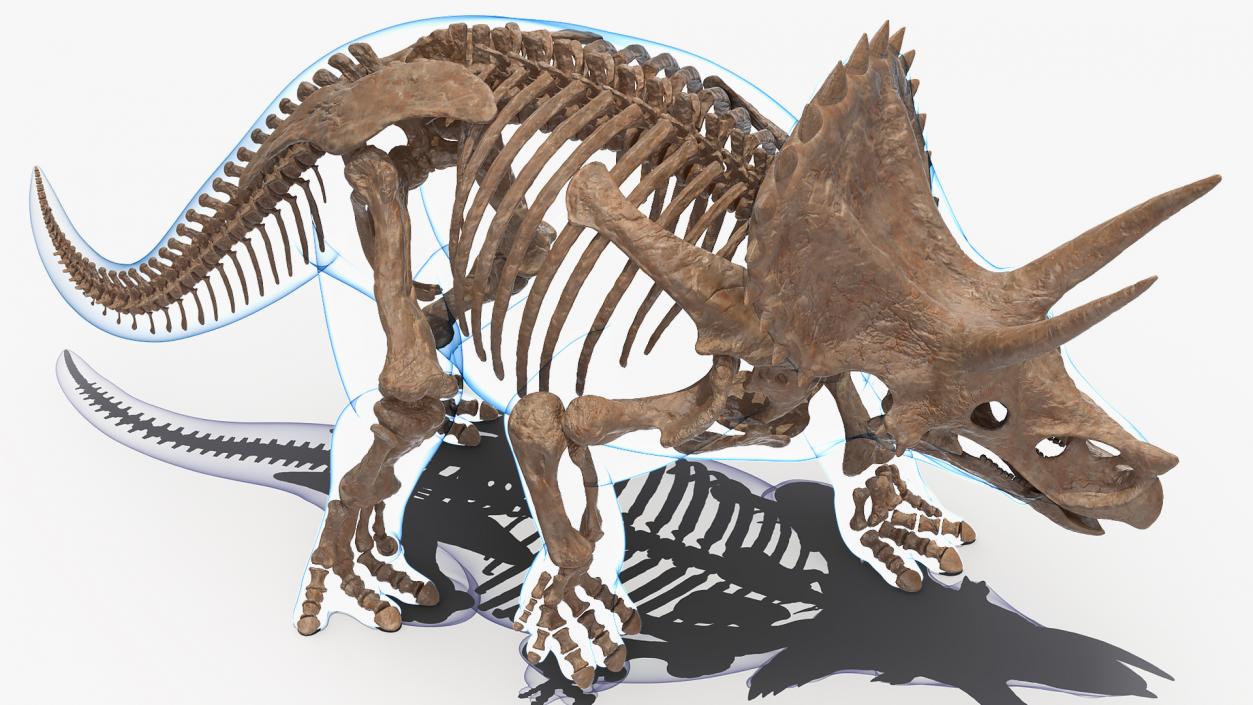 3D Triceratops Fossil Walking Pose with Transparent Skin model