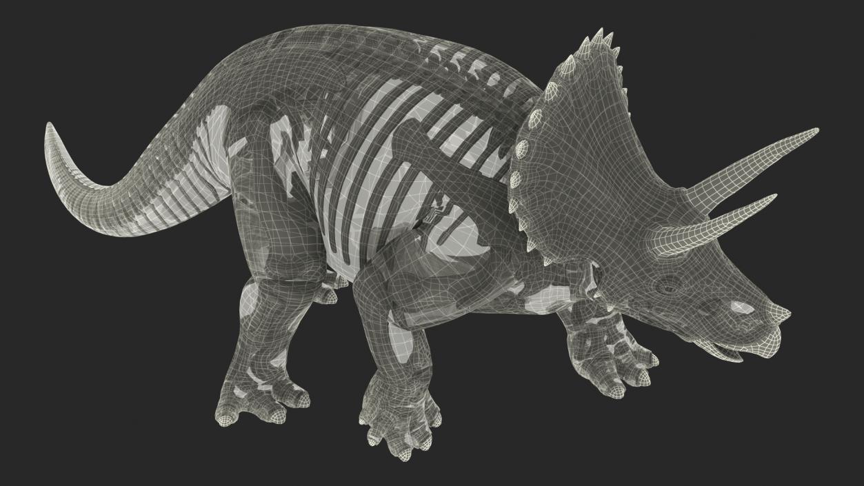 3D Triceratops Fossil Walking Pose with Transparent Skin model