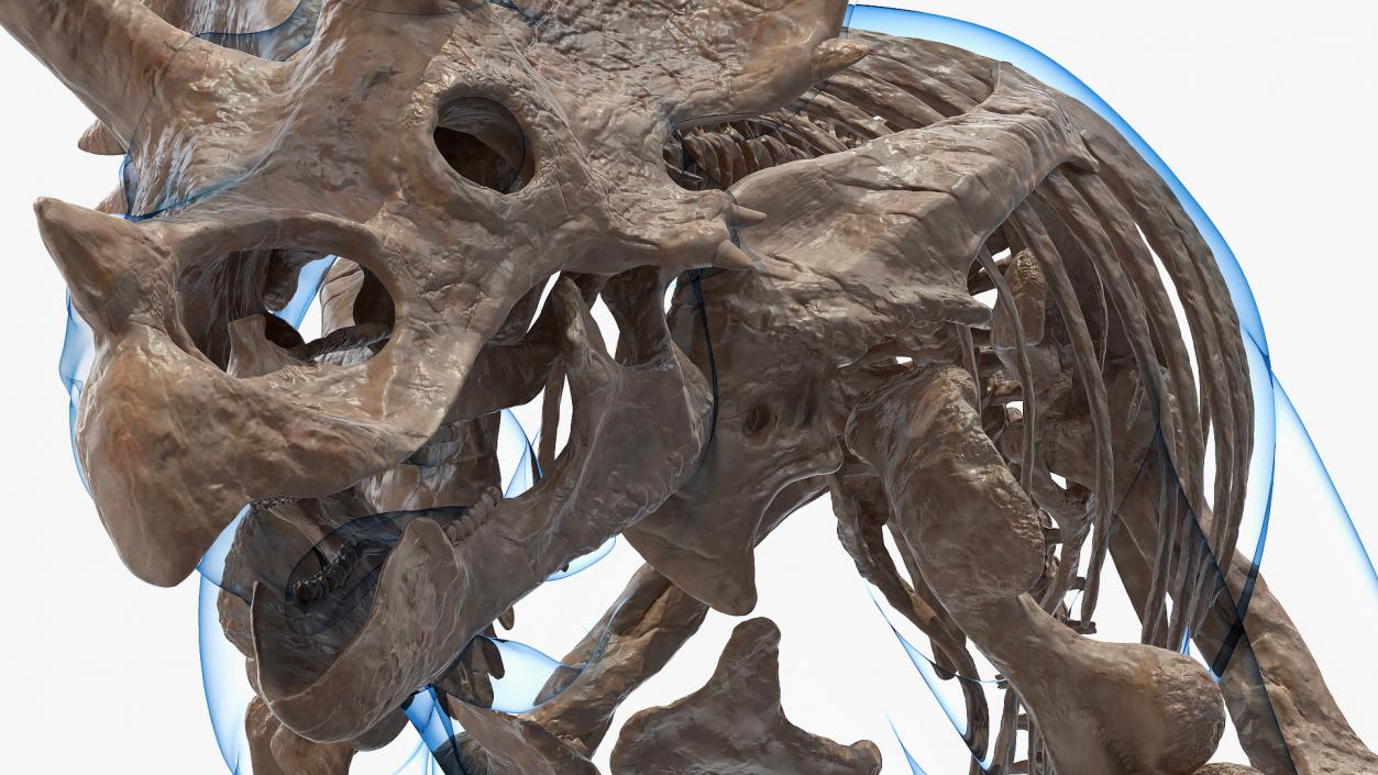 3D Triceratops Fossil Walking Pose with Transparent Skin model