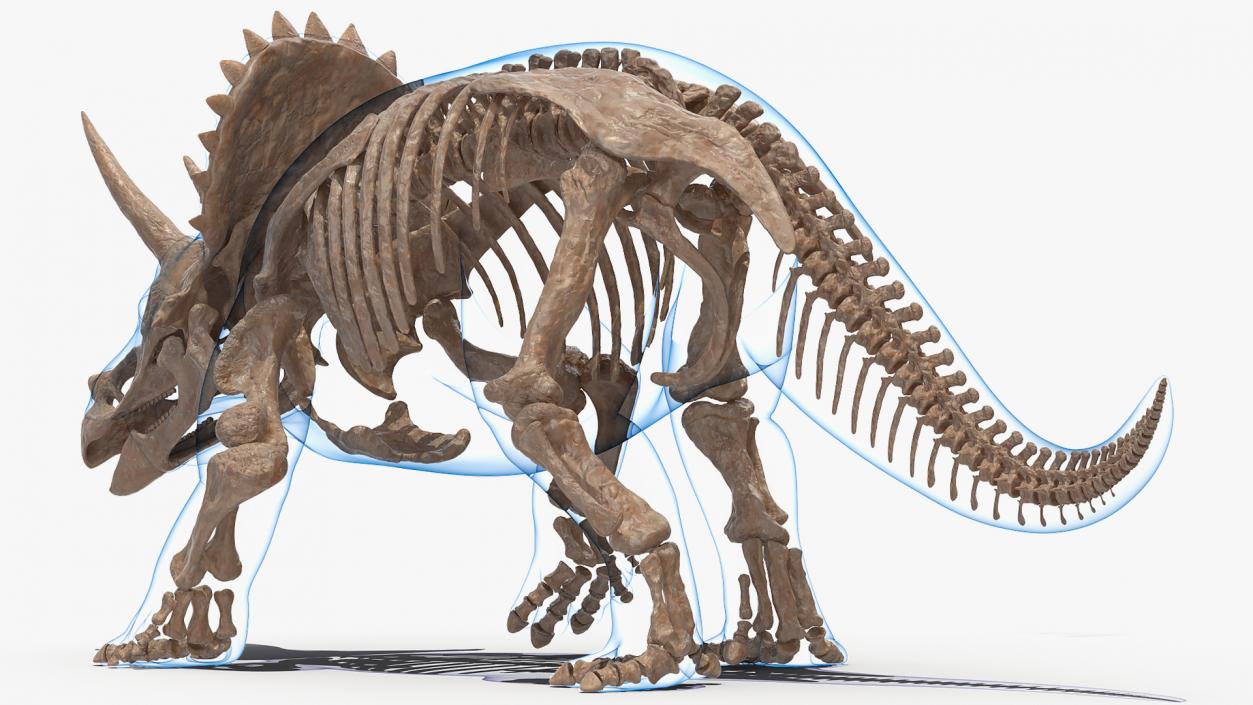 3D Triceratops Fossil Walking Pose with Transparent Skin model