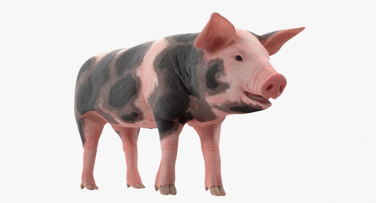 3D Pig Piglet Pietrain Rigged