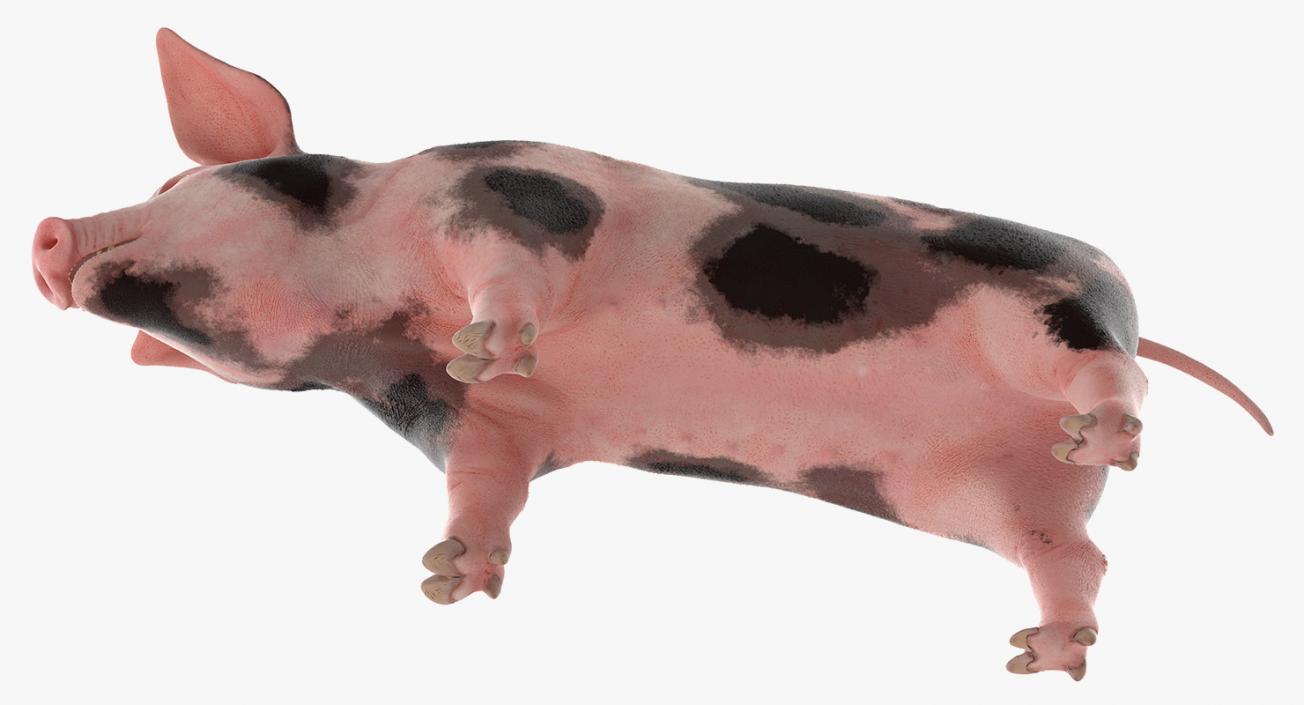 3D Pig Piglet Pietrain Rigged