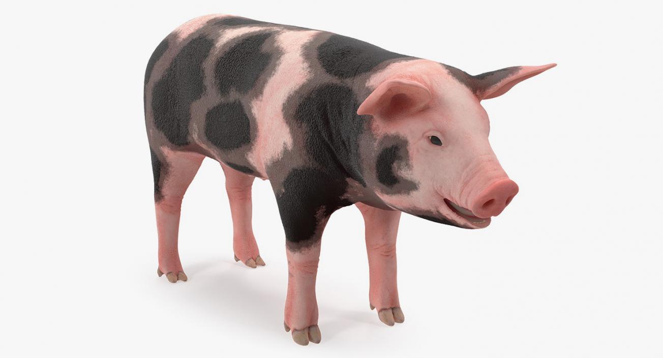 3D Pig Piglet Pietrain Rigged