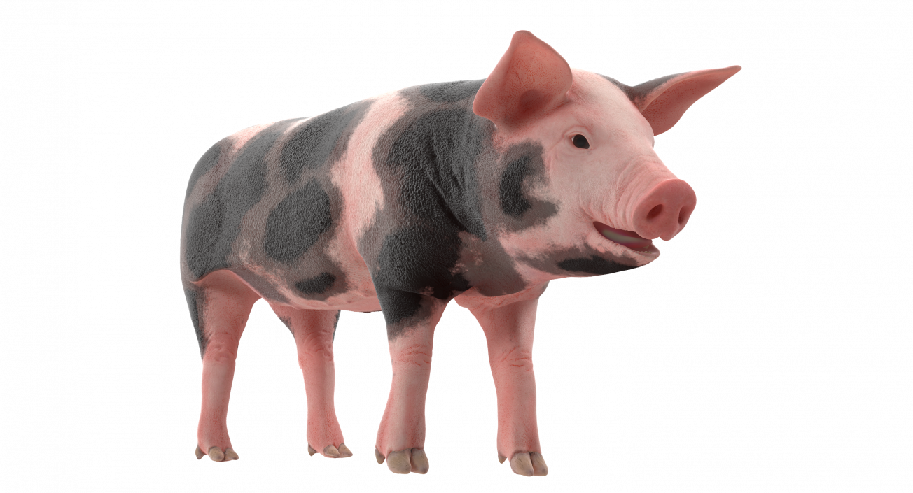 3D Pig Piglet Pietrain Rigged