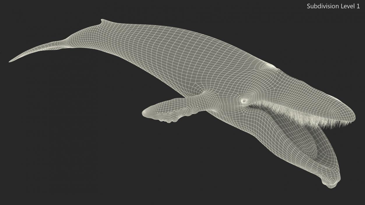 3D model Old Blue Whale Fur Rigged