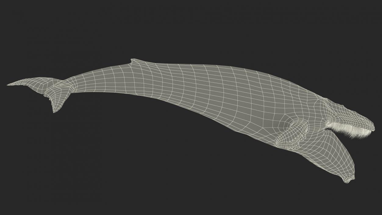 3D model Old Blue Whale Fur Rigged