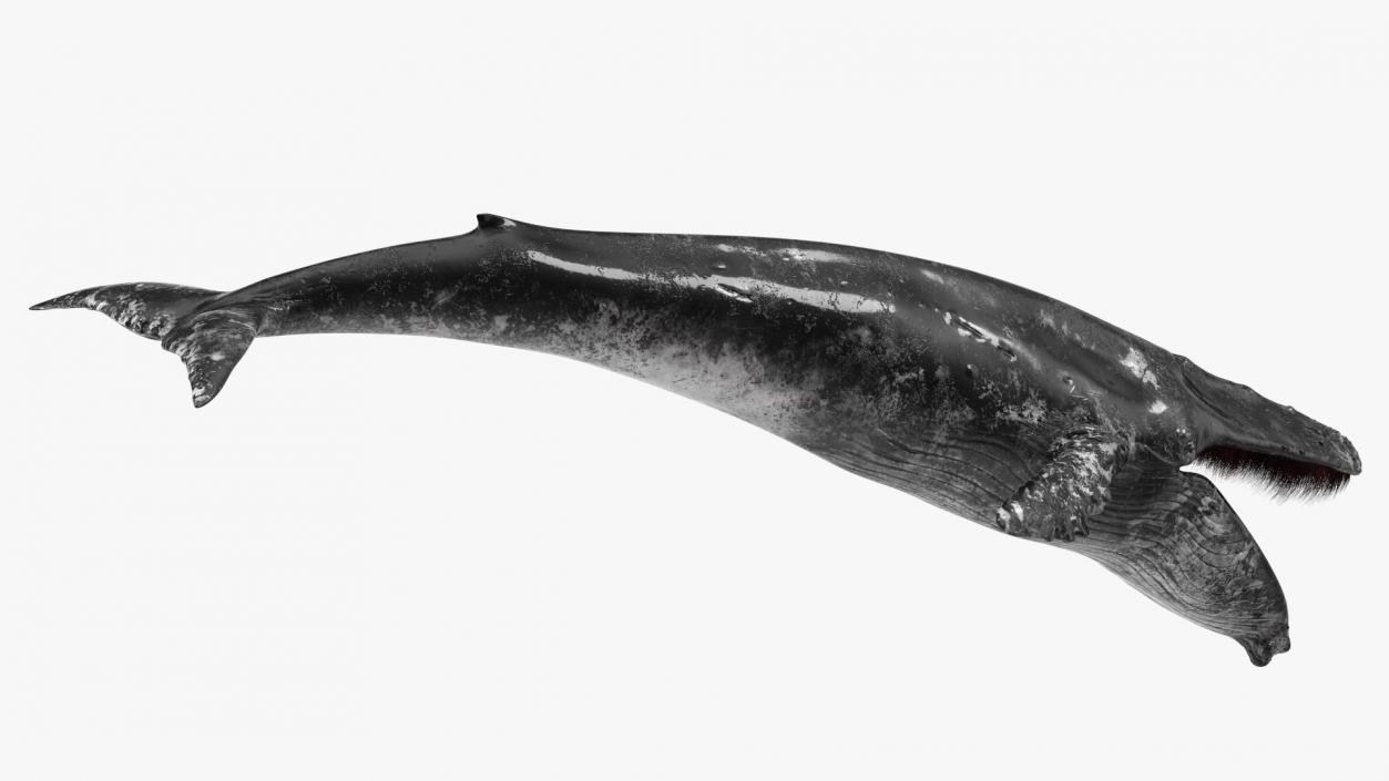 3D model Old Blue Whale Fur Rigged