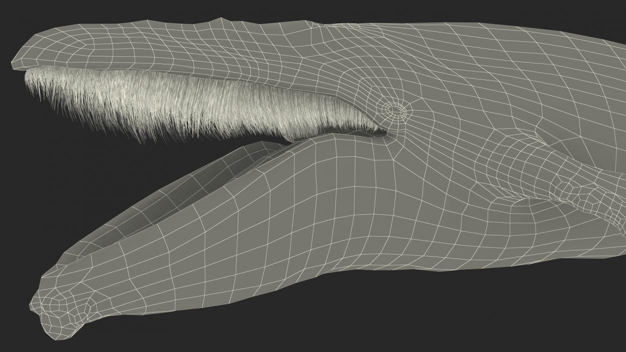 3D model Old Blue Whale Fur Rigged