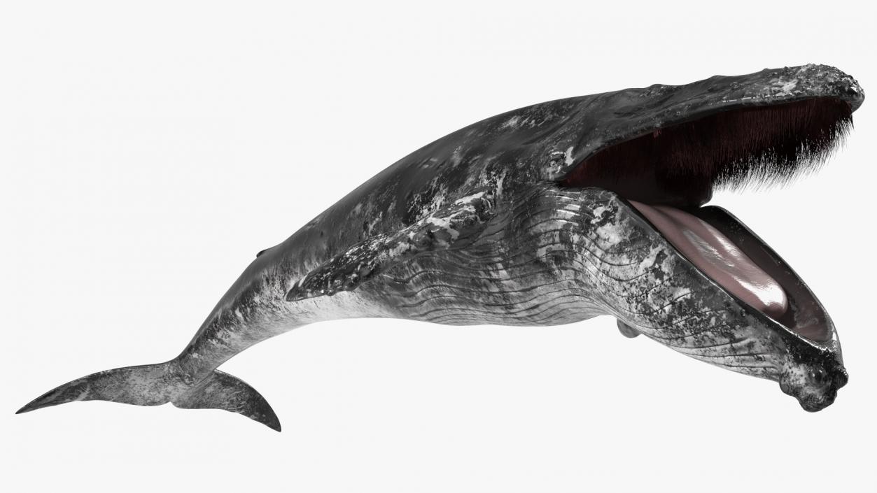 3D model Old Blue Whale Fur Rigged