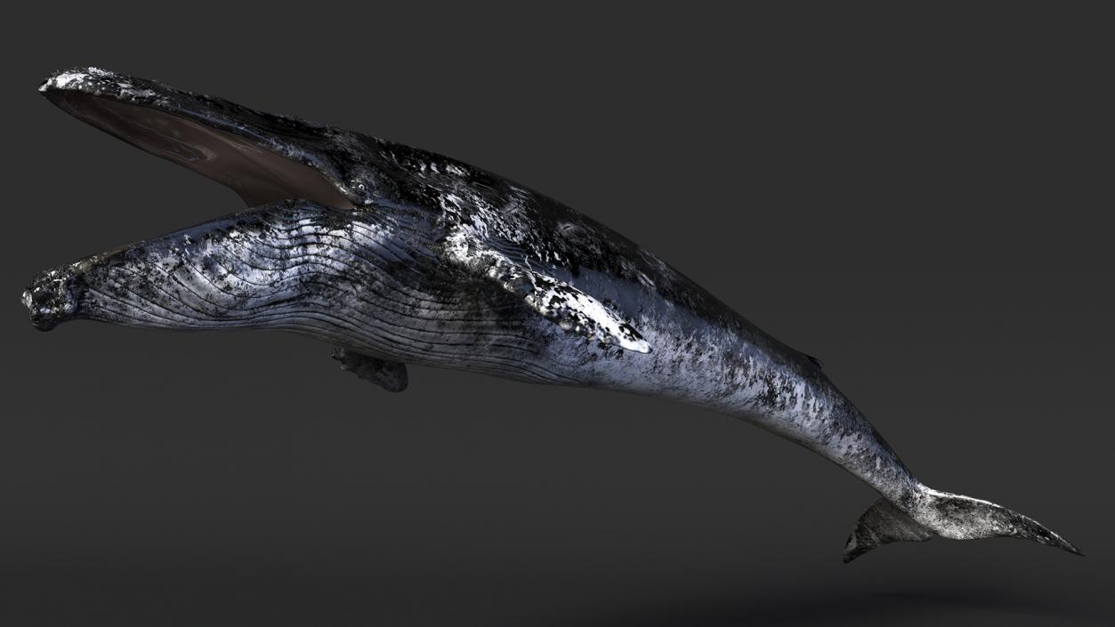 3D model Old Blue Whale Fur Rigged