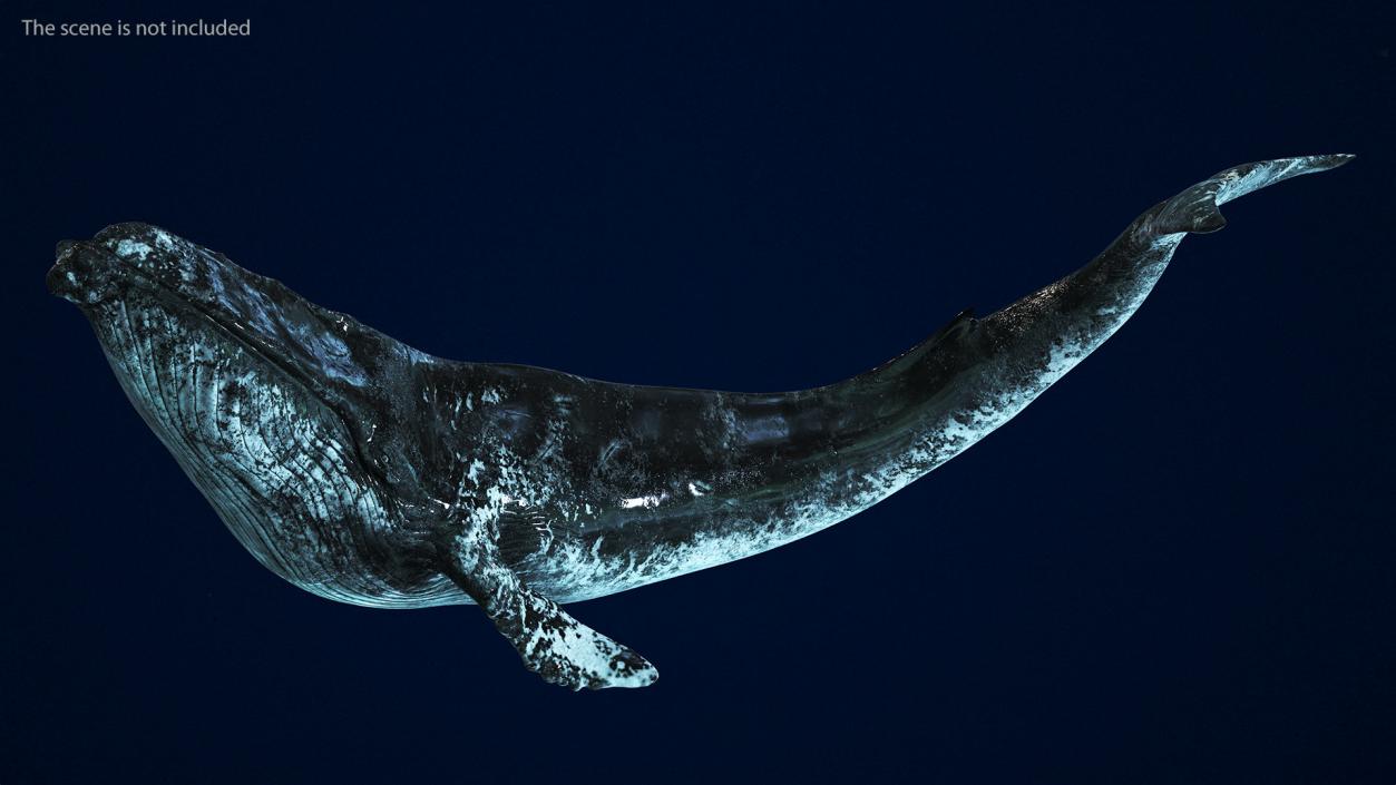 3D model Old Blue Whale Fur Rigged