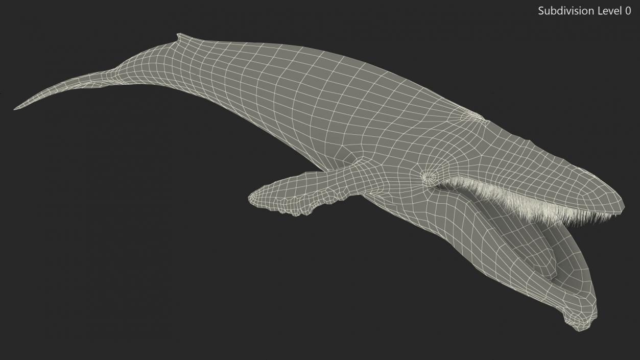 3D model Old Blue Whale Fur Rigged